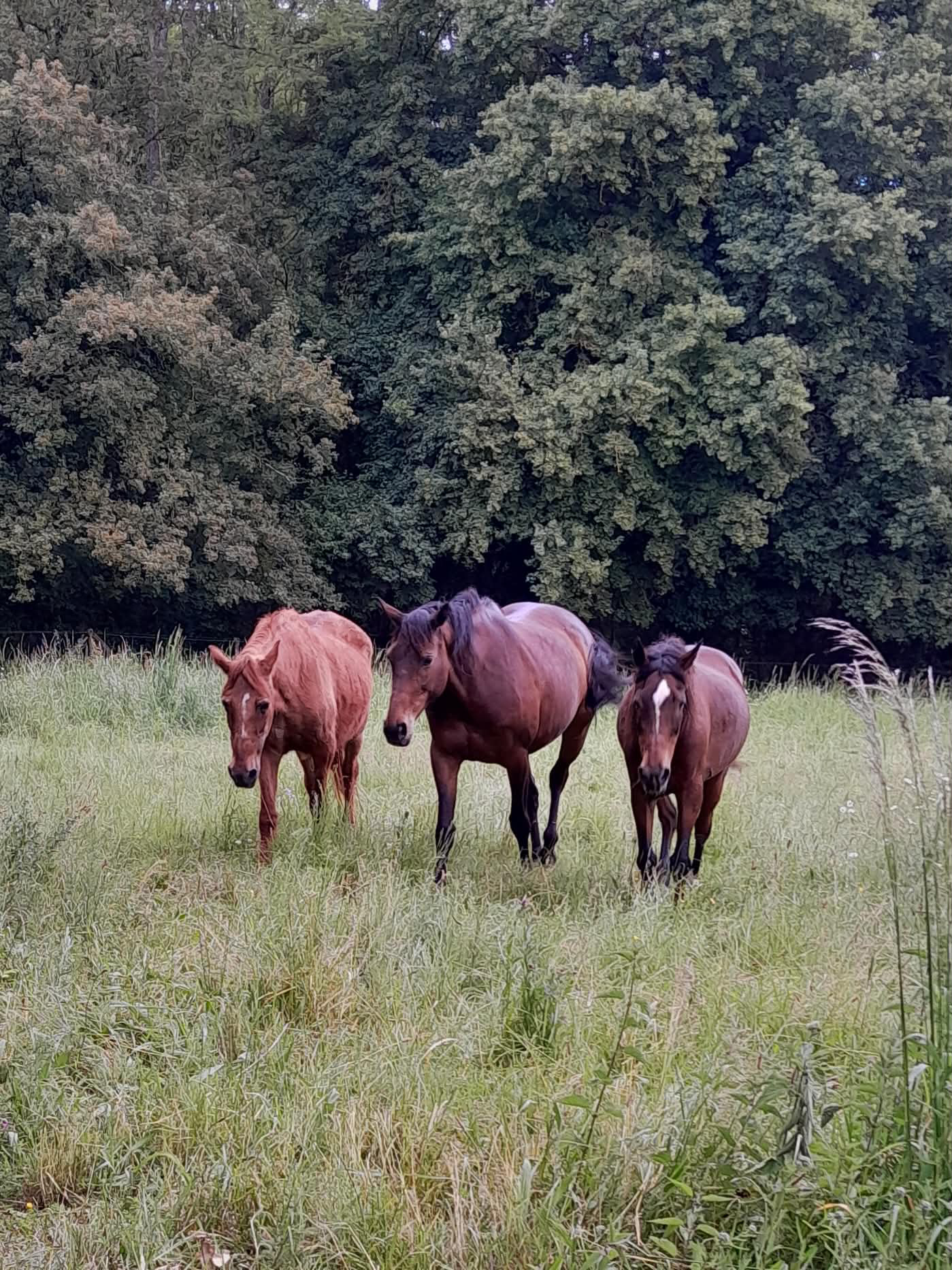 Pension pour chevaux Val de Loire