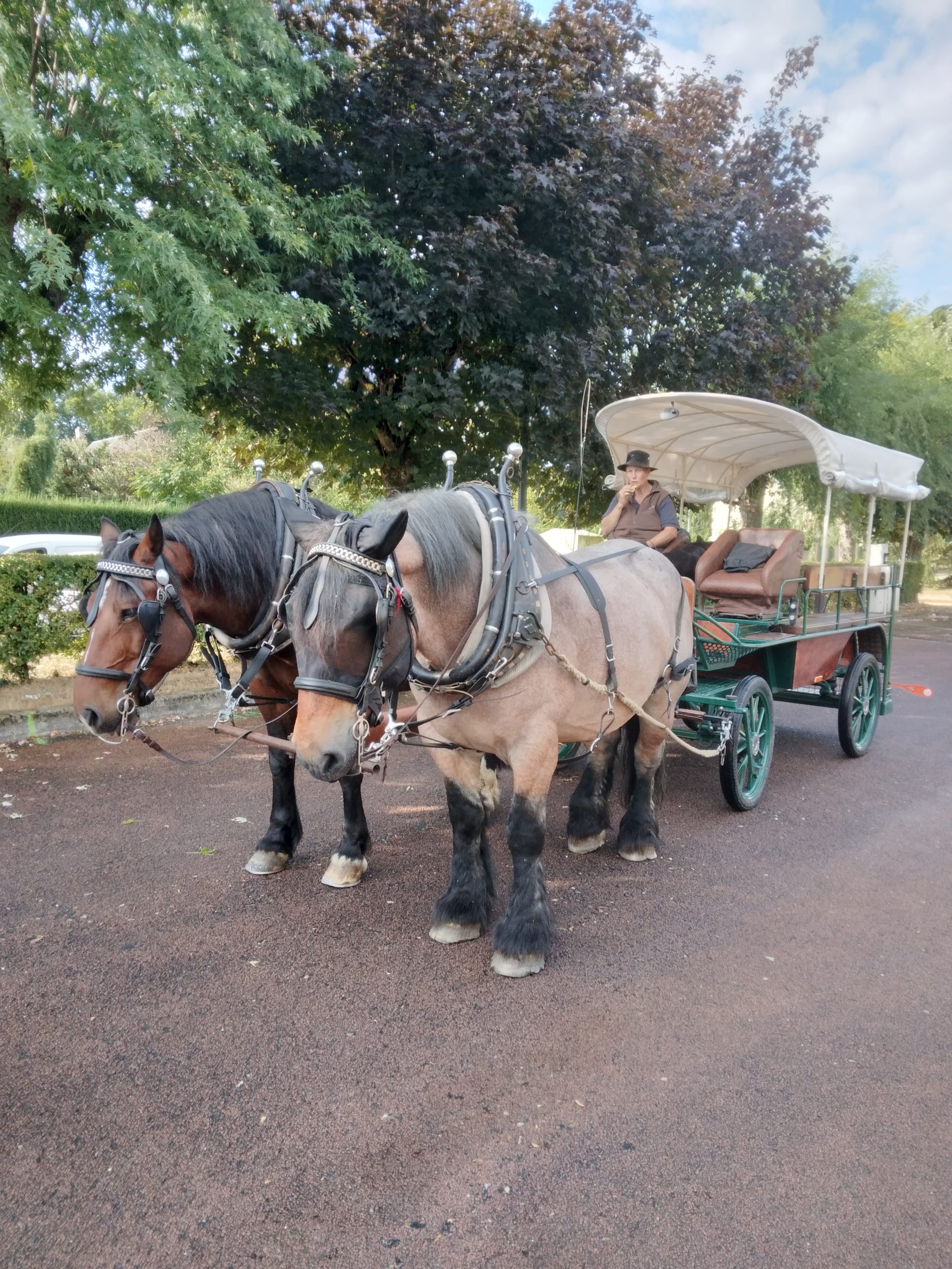 L'attelage avec des chevaux de trait
