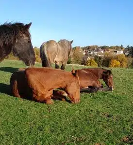 Nos chevaux