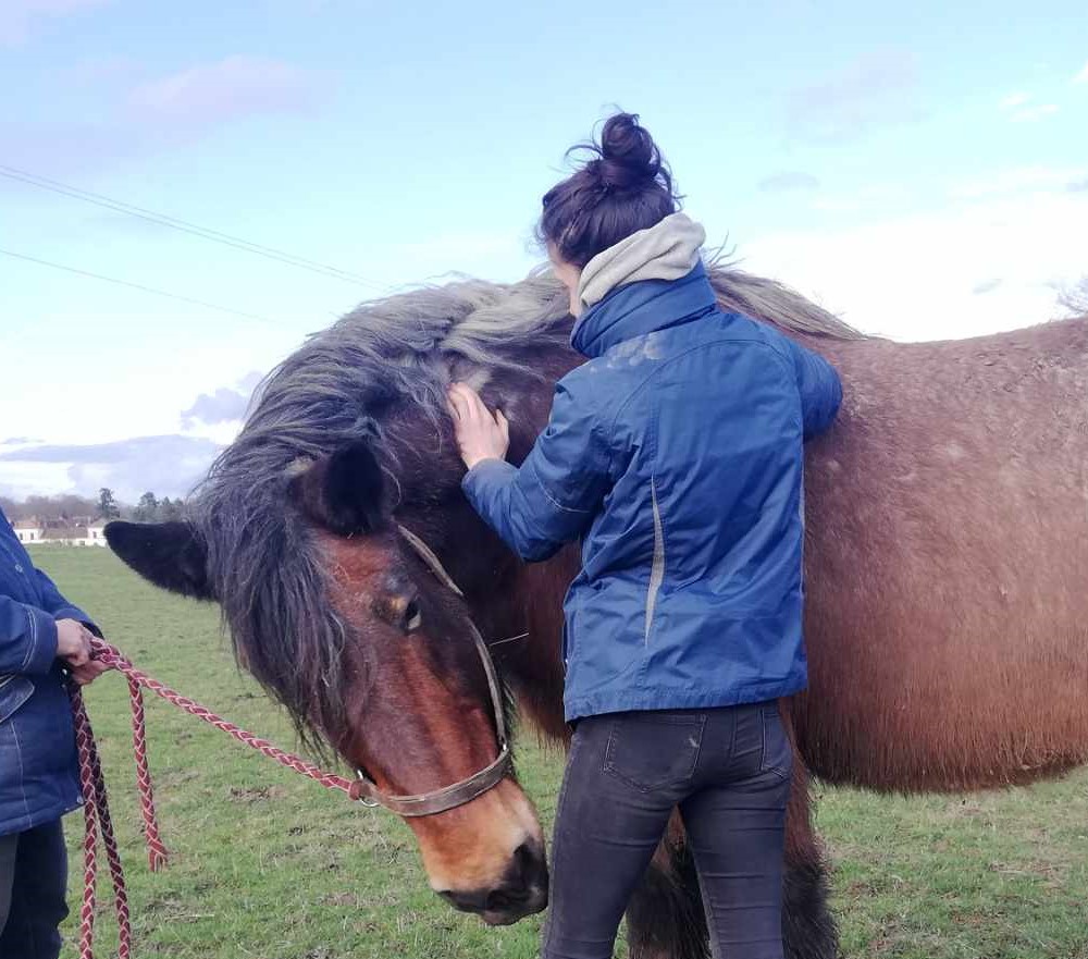 shiatsu equin