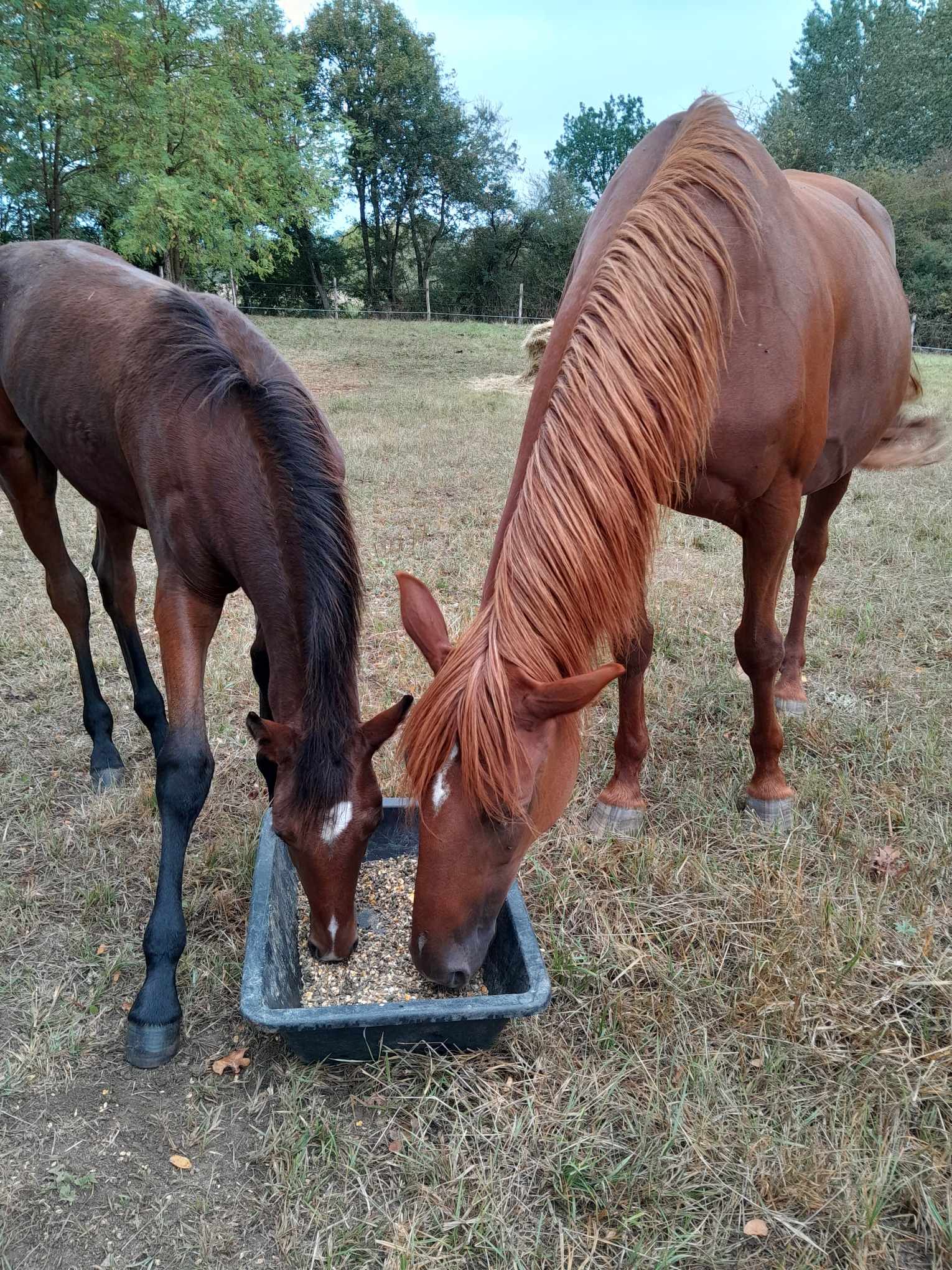 soin cheval